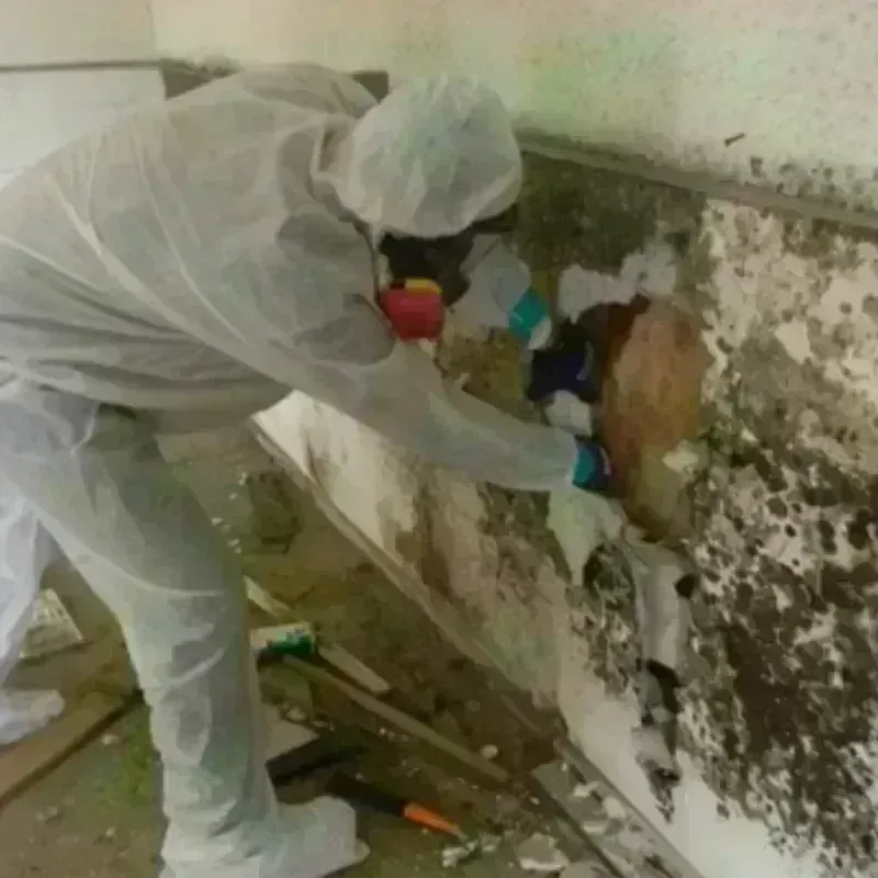 Mold Remediation and Removal in Ballinger, TX